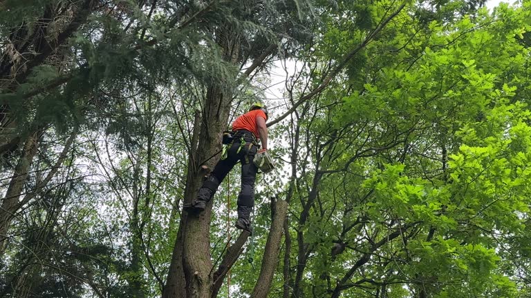 How Our Tree Care Process Works  in Slinger, WI